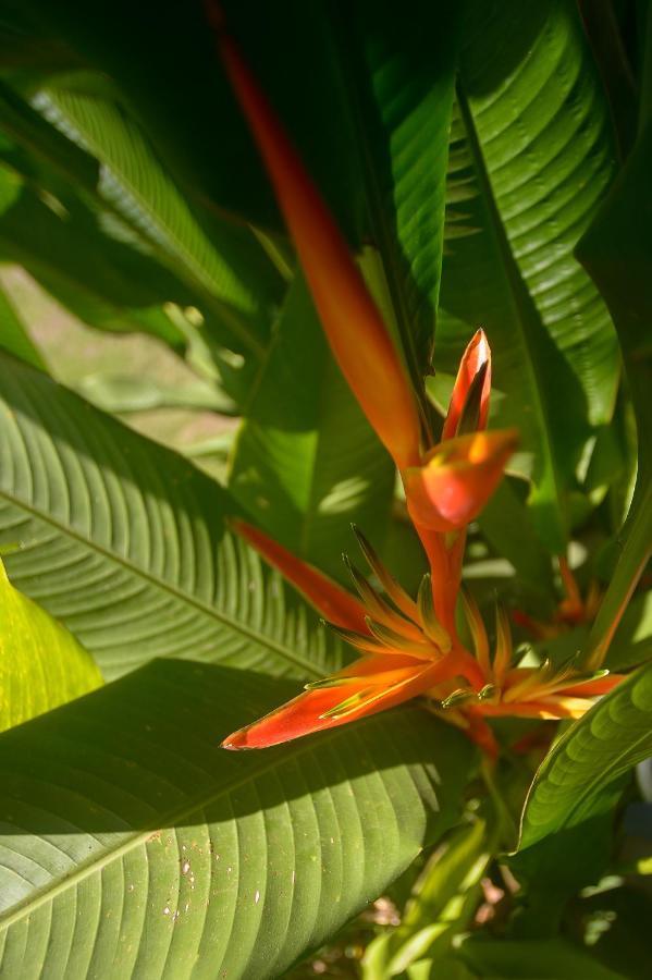 Soul Sync Sanctuary Formally Hacienda La Moringa Apartment Playa Hermosa  Luaran gambar